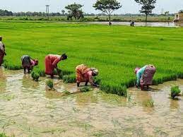 Paddy Sowing Up Pc To Lakh Hectares Till July In Kharif Season