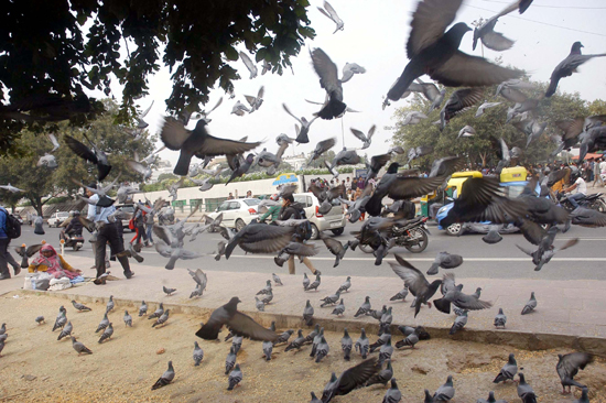 Pigeons flying at Connaught Place during pleasant weather in New Delhi. (UNI)