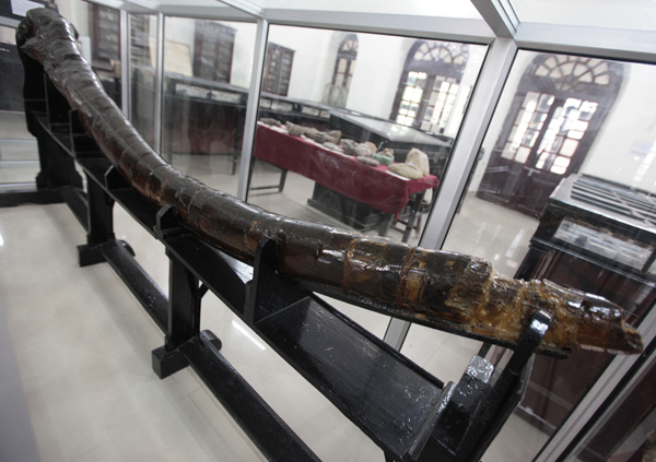 An 11 feet 3 inch long Elephant tusk preserved in Museum of GGM Science College which was found in Jagti area in early 20th century. -Excelsior/Rakesh