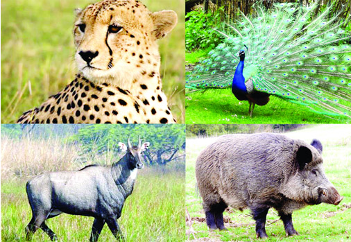 Endangered Wildlife - Jammu Kashmir Latest News | Tourism | Breaking News  J&K
