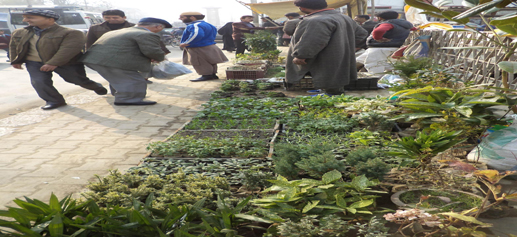 City vendors who have put up their stalls at Partap Park in Srinagar on Monday selling flower saplings and bulbs of different varieties for March season as some nurseries were not affected in the devastating floods in the Kashmir valley in September this year (UNI)