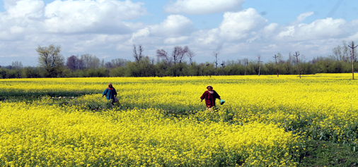 Women work in mustard covered fields at Tral in Pulwama district on Sunday. -Excelsior/Younis Khaliq