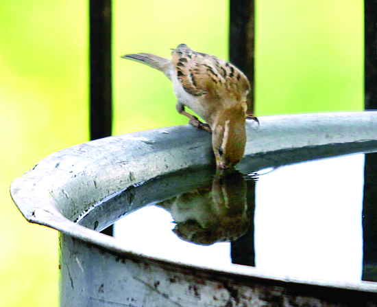 A sparrow quenches thirst on a hot sunny day in Jammu on Sunday. -Excelsior/Rakesh