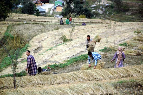 Farmers harvesting paddy at Malothi village in Bhalla area of Doda on Monday. (UNI)