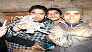 Excelsior Correspondent Srinagar, Dec 27: One person was injured today after a tigress and her three cubs descended from the adjacent mountains and took shelter in a house in South Kashmir's Pulwama district. A tigress and her three cubs were roaming in the village Aditrag-Sangarwani of district Pulwama since last night. The tigress and her cubs have taken shelter in the house of Dawood Gorsi as locals from other localities crowed the place. "We couldn't sleep the entire night due to fear," Gorsi said Police said the tigress jumped out from the house, but left the cubs in the house. The police said Zafar Gorsi was hurt as the tigress escaped from the house and has been hospitalized.