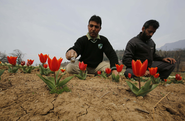 Gardeners work in the Indira Gandhi Memorial Tulip Garden in Srinagar. —Excelsior Photo