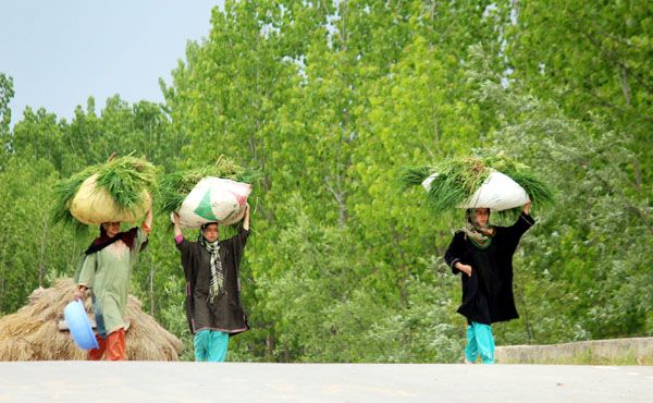 Women carry fodder on their head at Malangpora in Pulwama district on Saturday. -Excelsior/ Younis Khaliq