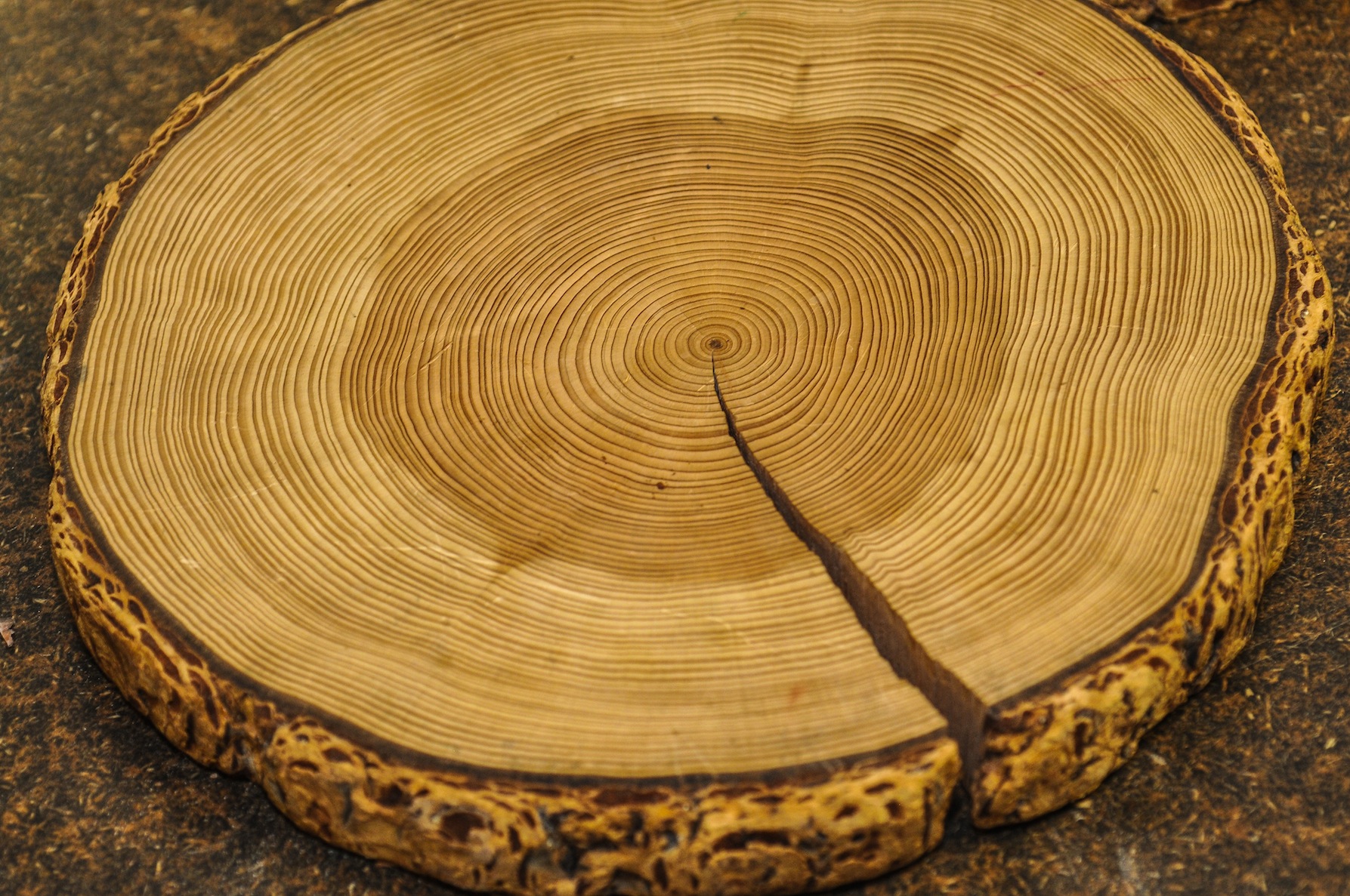Tree Slice Cross Section with Tree Rings that Show the Age of an Organic  Background Isolated Stump Circle Circles Circular Natural Stock Image -  Image of ancient, closeup: 137612033