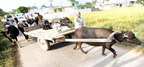 A man shifts his cattle alongwith him from border village of Abdullian to safer areas in RS Pura sector on Wednesday. -Excelsior/Rakesh
