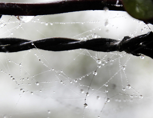 Dew drops over spider’s web presents a scintillating view in Jammu on Friday. -Excelsior/ Rakesh