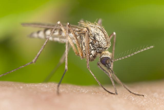 Start aggressive awareness campaign on dengue, chikungunya: Centre to states