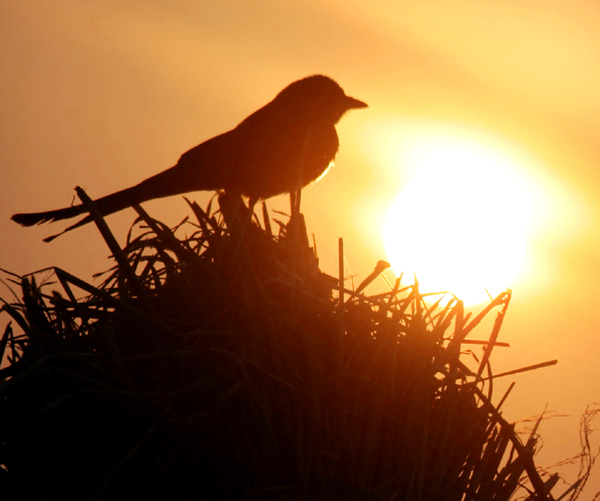 A bird rests on a nest during Sun rise in Jammu. —Excelsior/Rakesh