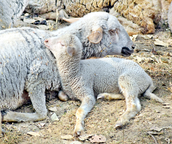 Lamb sleeps on the mother on the outskirts of Srinagar. -Excelsior/Shakeel