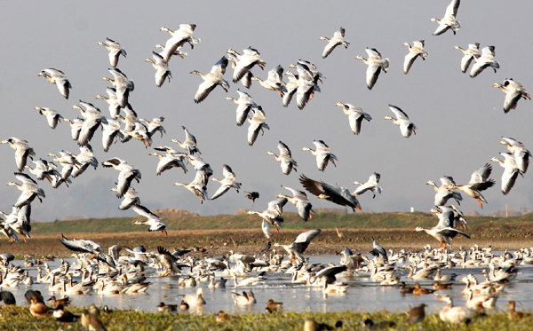 Migratory birds take flight over Gharana wetland in R S Pura. —Excelsior/Rakesh