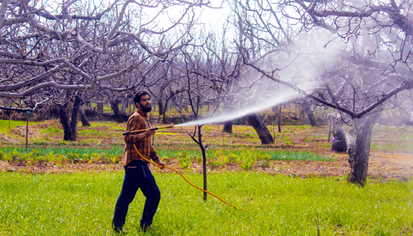 A farmer spraying chemical on apple trees at Drubgam in Pulwama. -Excelsior/Younis Khaliq