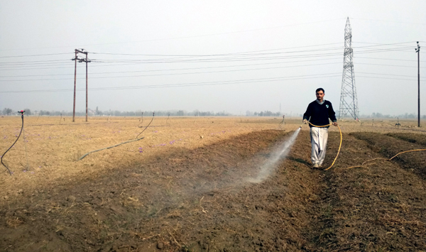 A Saffron grower irrigating his field. -Excelsior/Younis Khaliq