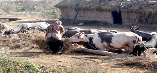 A woman feeds cattle in a Jammu village. —Excelsior/Rakesh