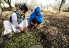 Kashmiri farmers peel off walnuts at a village in Anantnag. -Excelsior/Sajad Dar