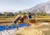 Farmers harvesting paddy on the outskirts of Srinagar. —Excelsior/Shakeel