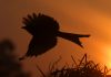 Bird enjoys Sunrise in Jammu. —Excelsior/Rakesh