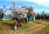 Almond trees blossom at Pulwama. -Excelsior/Younis Khaliq