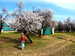 Almond trees blossom at Pulwama. -Excelsior/Younis Khaliq
