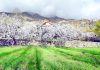 Apricot trees blossom in Kargil. -Excelsior/Basharat Ladakhi