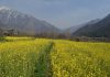 Mustard flowers in full bloom on the outskirts of Srinagar. —Excelsior/Shakeel
