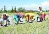 People busy in planting paddy saplings at Kowsibagh in Pulwama district. -Excelsior/Younis Khaliq