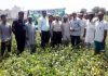 SKUAST-Jammu scientists with farmers during Summer Pulse Day programme.