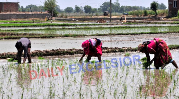Farmers plant paddy saplings on the outskirts of Jammu. —Excelsior/Rakesh