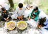 A family busy in harvesting almond crop in South Kashmir. -Excelsior Photo