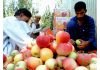 Kashmir’s golden treasure Apple harvesting begins in outskirts of Srinagar to export it to other parts of the world amid pandemic Coronavirus on Sunday. (UNI)