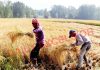 Farmers busy in harvesting paddy crop at Pahoo in Pulwama district. —Excelsior/Younis Khaliq