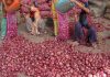 Govt Procures 3 Lakh Tonnes Of Onion For Buffer Stock; Piloting Irradiation Of Onion With BARC