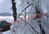 Icicles on tree branches at famous Ski resort of Gulmarg after snowfall. -Excelsior/Aabid Nabi