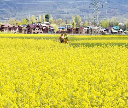 Mustard fields in full bloom in Srinagar. —Excelsior/Shakeel