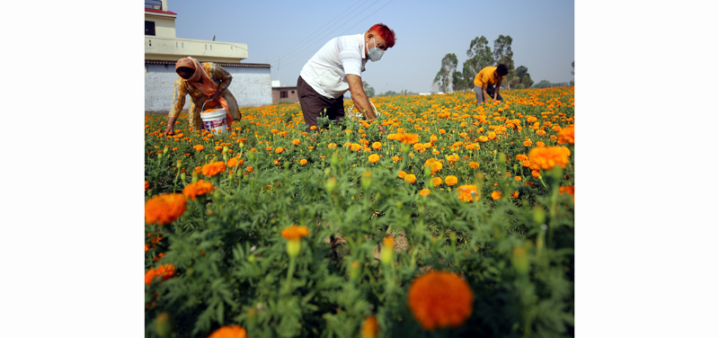 Farmers working in Marigold flowers field on the outskirts of Jammu. — Excelsior/Rakesh