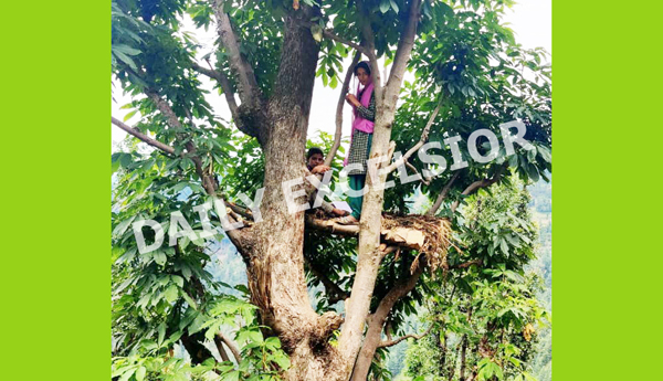 Two children make their shelter on a tree to avoid hot weather in hilly village Bulandpur of Marmat area in Doda district. — Excelsior/Rafi Choudhary