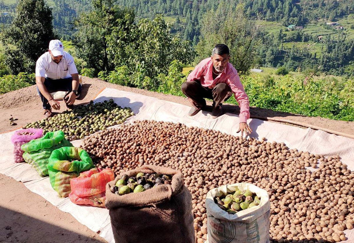 Farmers drying walnuts produced by them in Udhampur area.