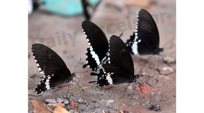 Butterflies sit on a wet surface near Tawi river in Jammu. -Excelsior/Rakesh