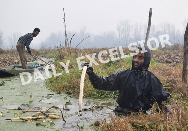 People extract lotus stems from the waters of Anchar lake on a cold winter day in Srinagar. -Excelsior/Shakeel