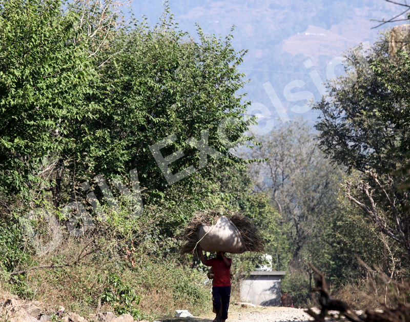 A villager carrying fodder heads towards his home on the outskirts of Jammu. —Excelsior/Rakesh