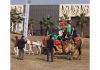 People enjoying camel and horse-cart ride at Christmas Carnival organized at Four A Lords Resort, Birpur in Jammu. -Excelsior/Rakesh
