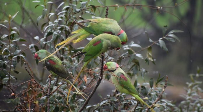 Parakeets sit on the branches of a tree eating fruits in Mendhar area of Poonch district. —Excelsior/Rahi Kapoor