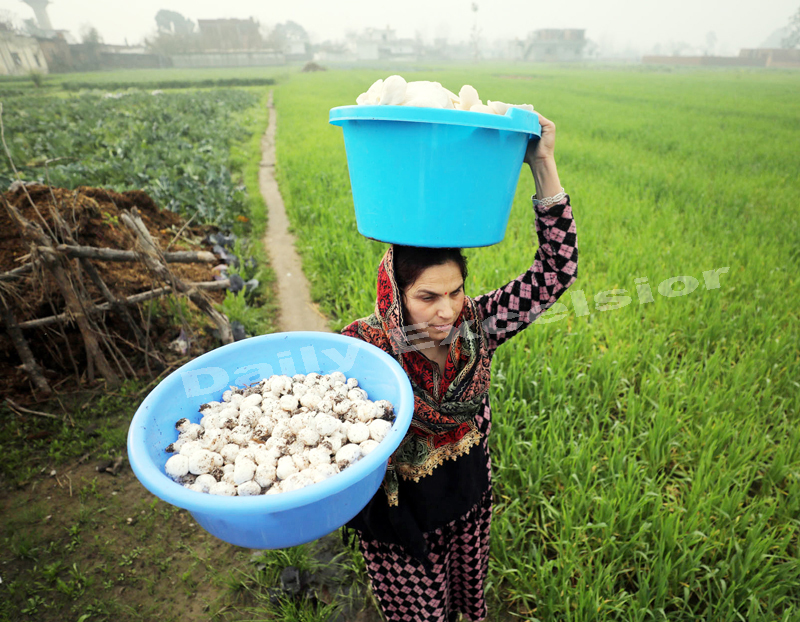 A woman carries Mushroom from her field to home on the outskirts of Jammu. — Excelsior/Rakesh