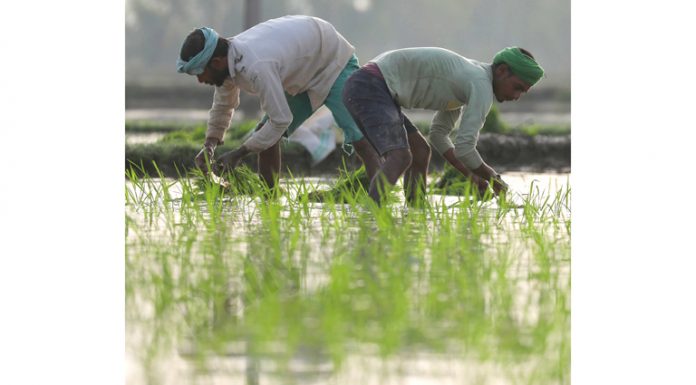 Labourers plant paddy saplings at a field on outskirts of Jammu. -Excelsior/Rakesh