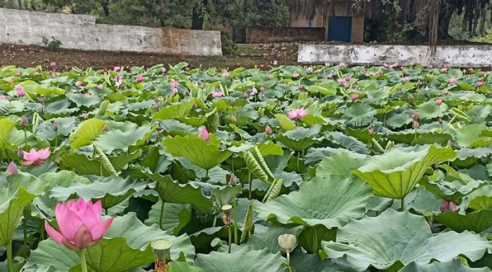 Lotus flowers in full bloom at Pangwal pond in Thalora Mandi area of Samba on Thursday. -Excelsior/Nischant