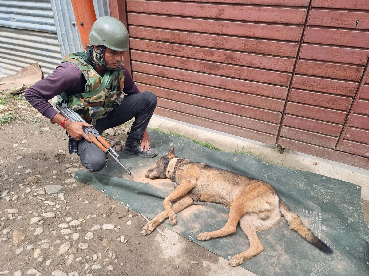 Sniffer dog killed during the operation when it was sent inside the home during encounter in Baramulla on Saturday. — Excelsior/Aabid Nabi