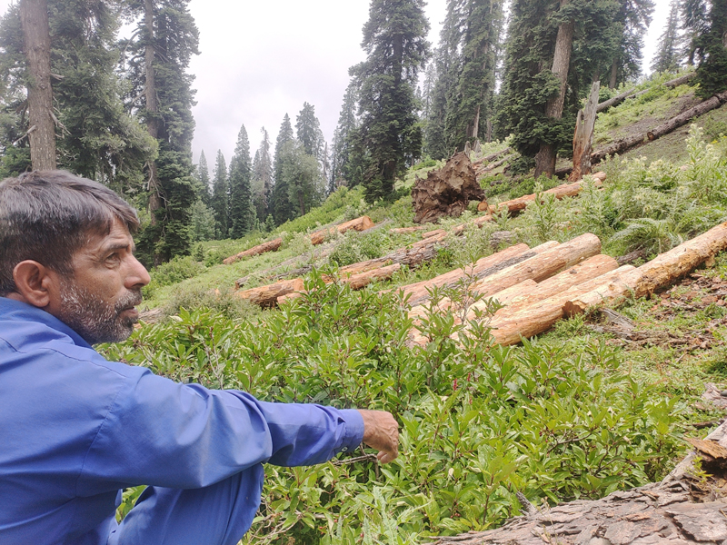 Chopped-off unmarked trees converted into logs in compartment no. 21 Boniyar in North Kashmir seized by J V Division Baramulla. — Excelsior/Aabid Nabi